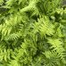 Dryopteris Filix mas (Stálozelená papraď samčia) - kont. C2L, výška 15-25 cm